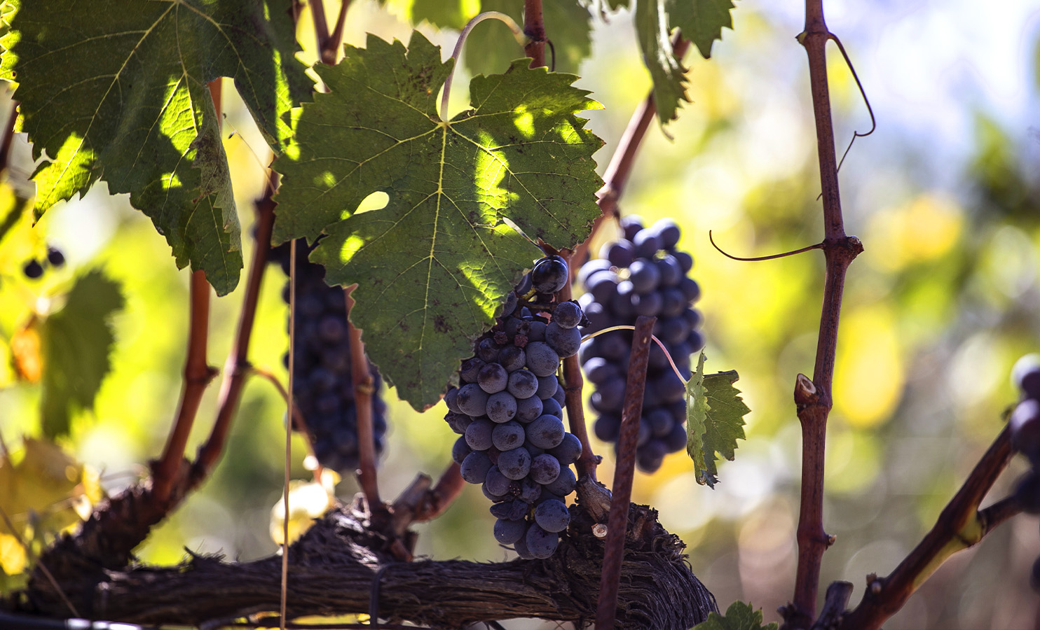 Borgo Casa al Vento Wine Tasting Experience degustazione vini