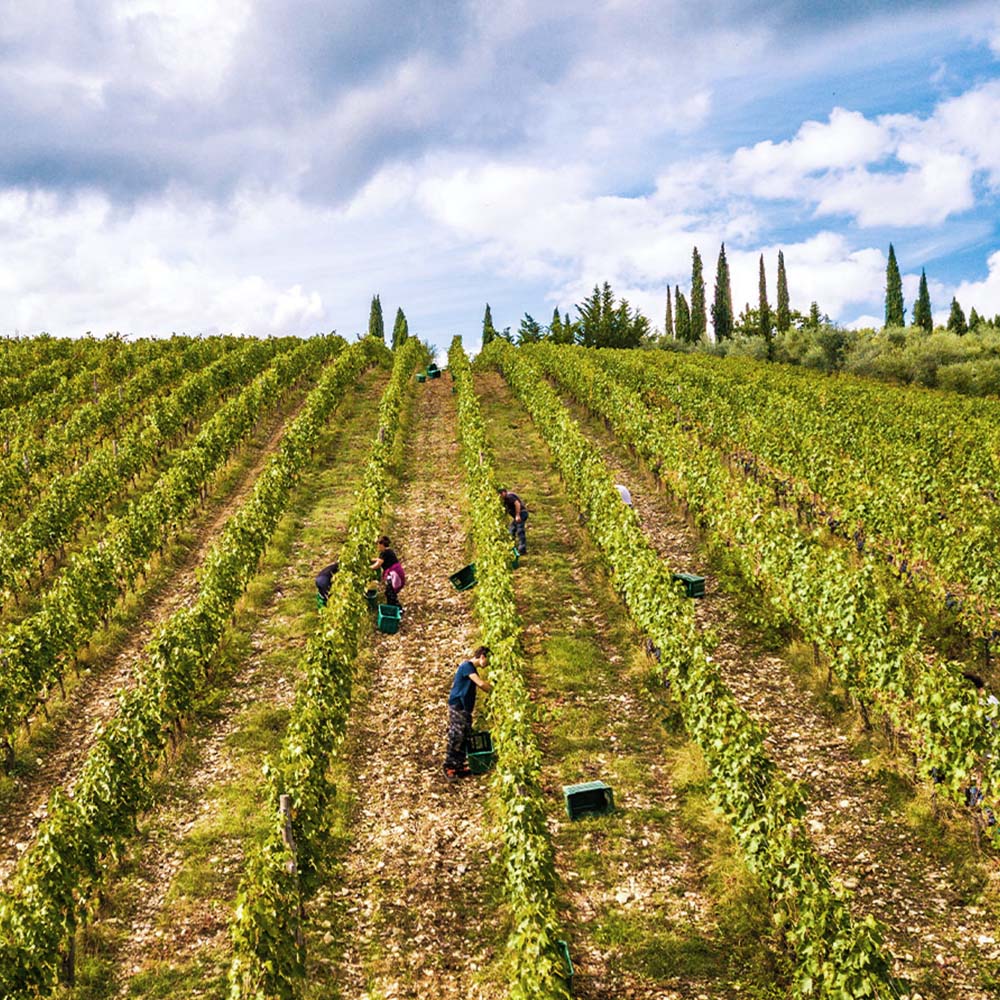 Borgo Casa al Vento Aria vino rosso Sangiovese bio