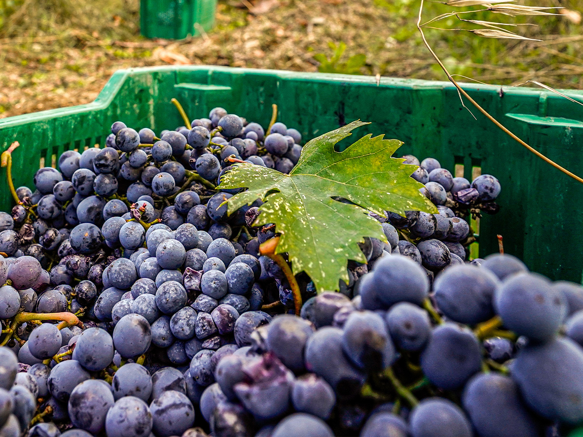 Borgo Casa al Vento Wine Tour Tasting degustazione vini Toscana