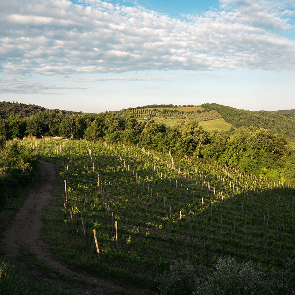 Borgo Casa al Vento Aria vino rosso Sangiovese bio
